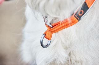 NON-STOP CRUISE COLLAR ORANGE