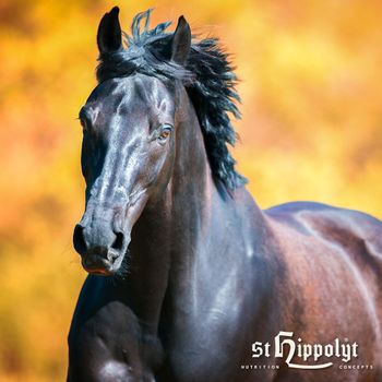 Hovedbilde St.Hippolyt