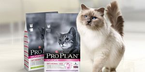 Pro Plan