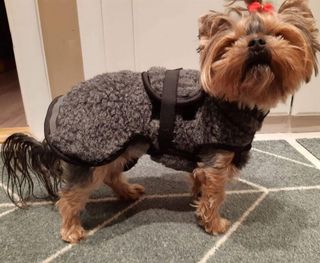 CANELANA AMBASSADØR ULLDEKKEN