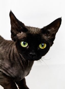 Hovedbilde Diverse leker