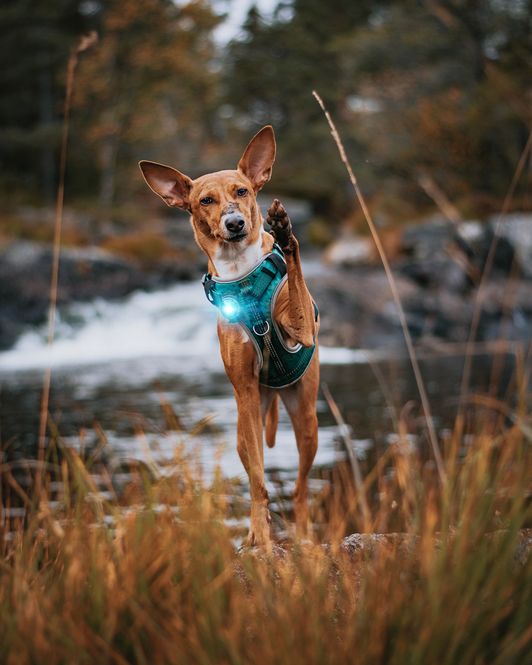 Hovedbilde ORBILOC DOG DUAL SAFETY LIGHT