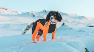 NON-STOP HELDRESS/SNØDEKKEN TISPE 
