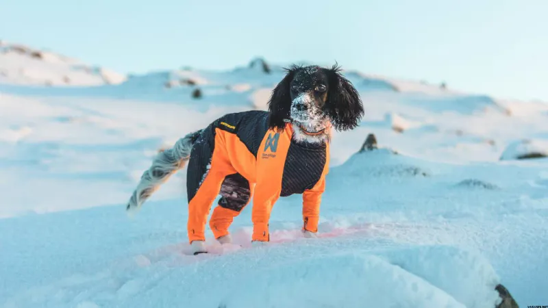 NON-STOP HELDRESS/SNØDEKKEN HANNHUND 