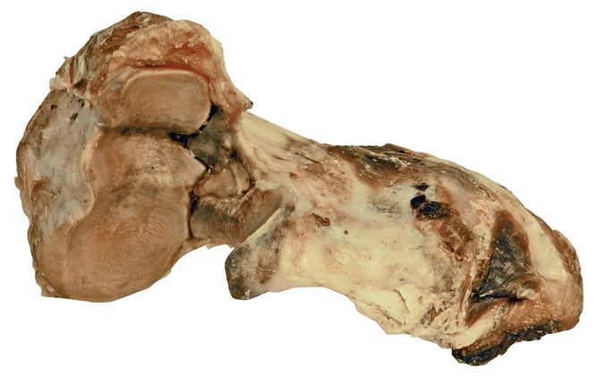 Hovedbilde TØRKET OKSEKNOK DOGMAN