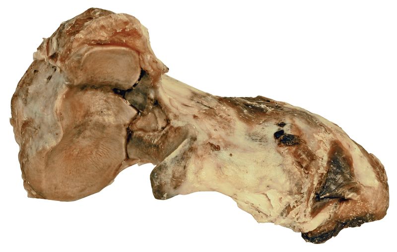 TØRKET OKSEKNOK DOGMAN