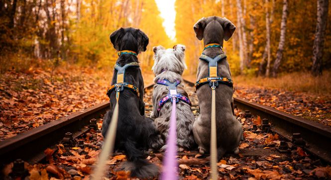 Hovedbilde LINE HARNESS RACHEL POHL EDITION