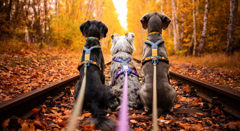 LINE HARNESS RACHEL POHL EDITION