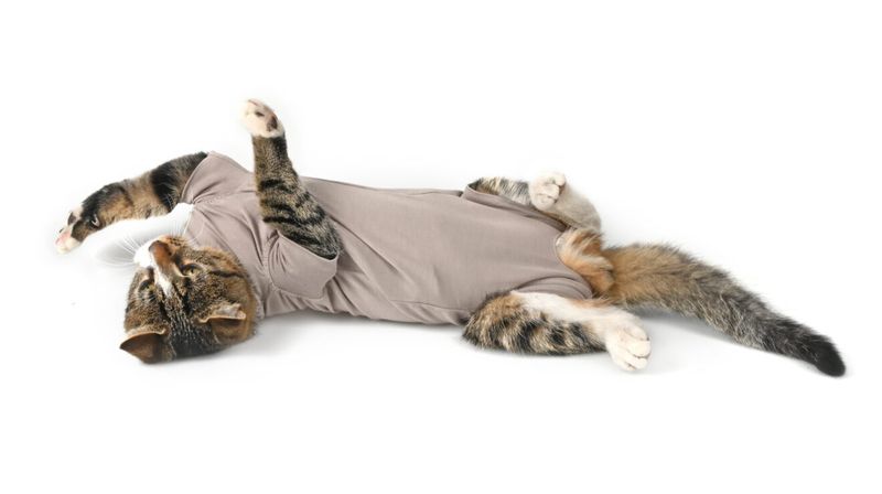 BUSTER BODY SUIT STEP´N GO KATT
