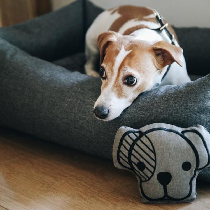 KENTUCKY DOG TOY HEAD