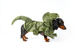 HUNDEKOSTYME DINOSAUR
